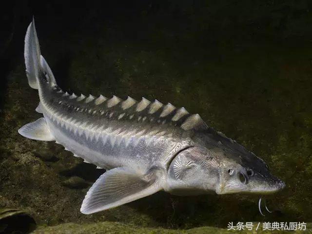 所有的鱼子酱都能吃吗,盘点吃过的鱼子酱