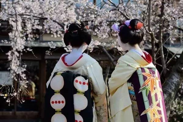 又到一年赏樱时,又到赏樱花拍照季节