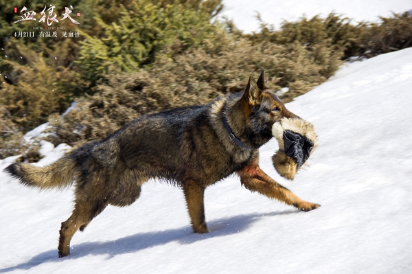 血狼犬超燃片段,血狼犬西部雪原