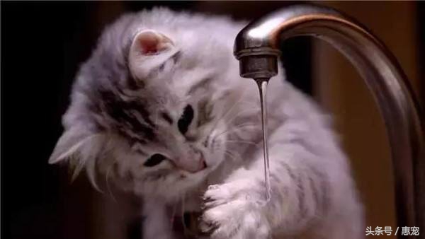 流口水的猫是什么病,猫一直吐黄水不吃饭不喝水没精神