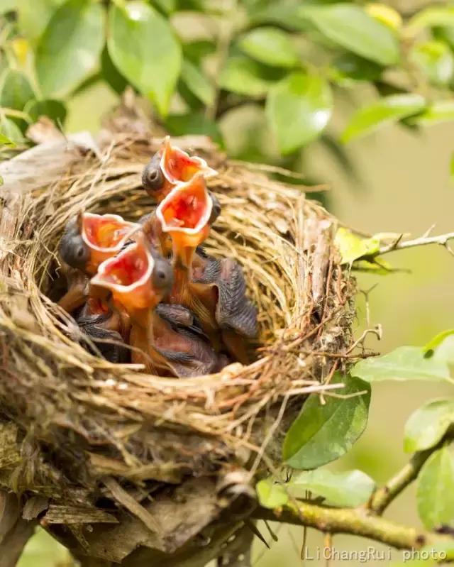 这是一篇只有鸟的美篇，却深深地打动了我