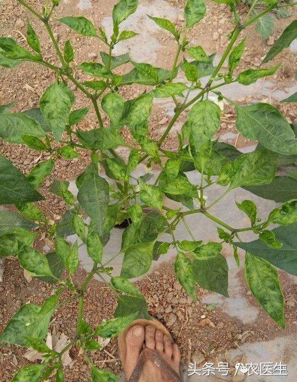 番茄灰霉病引起的烂果,番茄灰霉病危害茎杆
