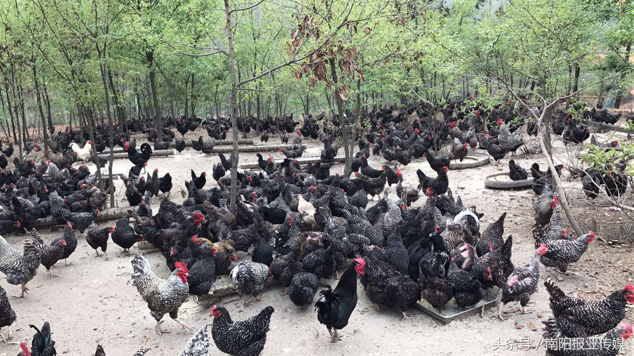 听着音乐进餐生活全程直播——看看这些芦花鸡如何进阶“网红”