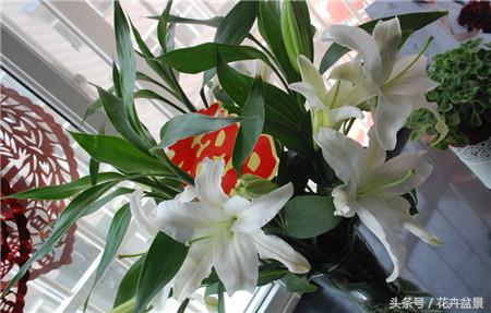 百合花象征什么百年好合,百合花图片大全家里养百合花好吗