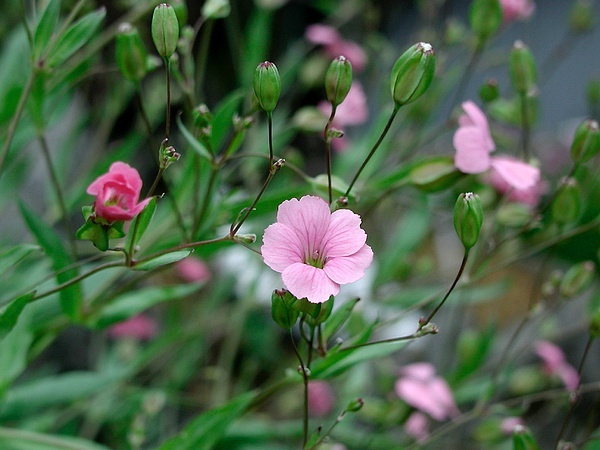 宝妈们乳汁缺乏怎么办?不妨试试这个中医妙方!