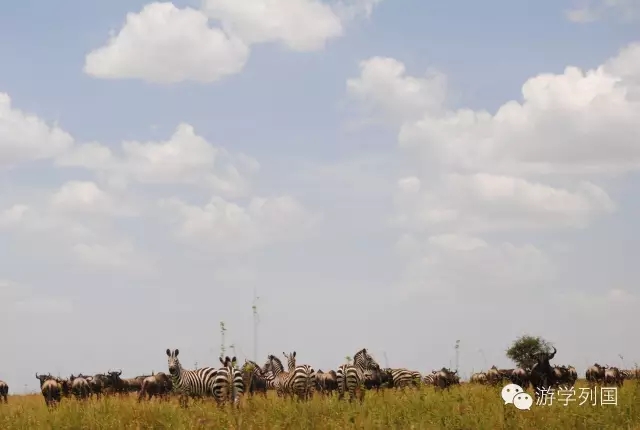 一生必去一次的非洲坦桑尼亚｜回归狂野