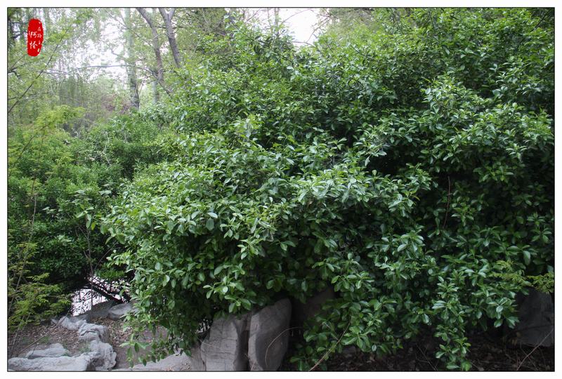 不止于斯-奈特科尔MT06MDEDC手电