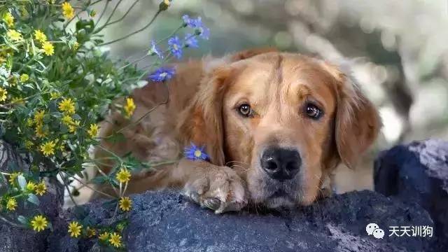 狗狗穿鞋有害吗,狗狗第一次穿鞋