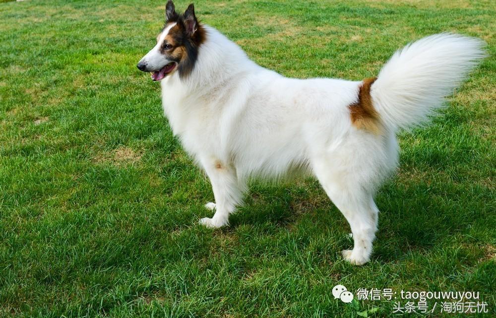 苏牧和喜乐蒂该选择谁,喜乐蒂和苏牧什么关系