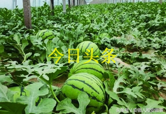 青岛平度市最大的村庄,青岛最牛的乡镇