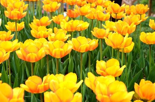 不同颜色的郁金香有着不同的寓意,郁金香的花色寓意是永恒的爱