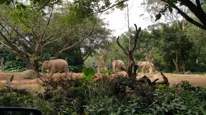 广州长隆野生动物园游玩路线攻略,广州番禺长隆野生动物园详细攻略