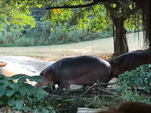 长隆野生动物园一天怎么玩,长隆野生动物园一天游不完怎么住