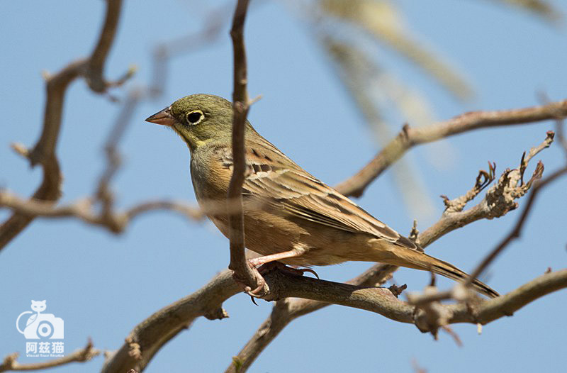 以色列,闯入“禁区”的观鸟人