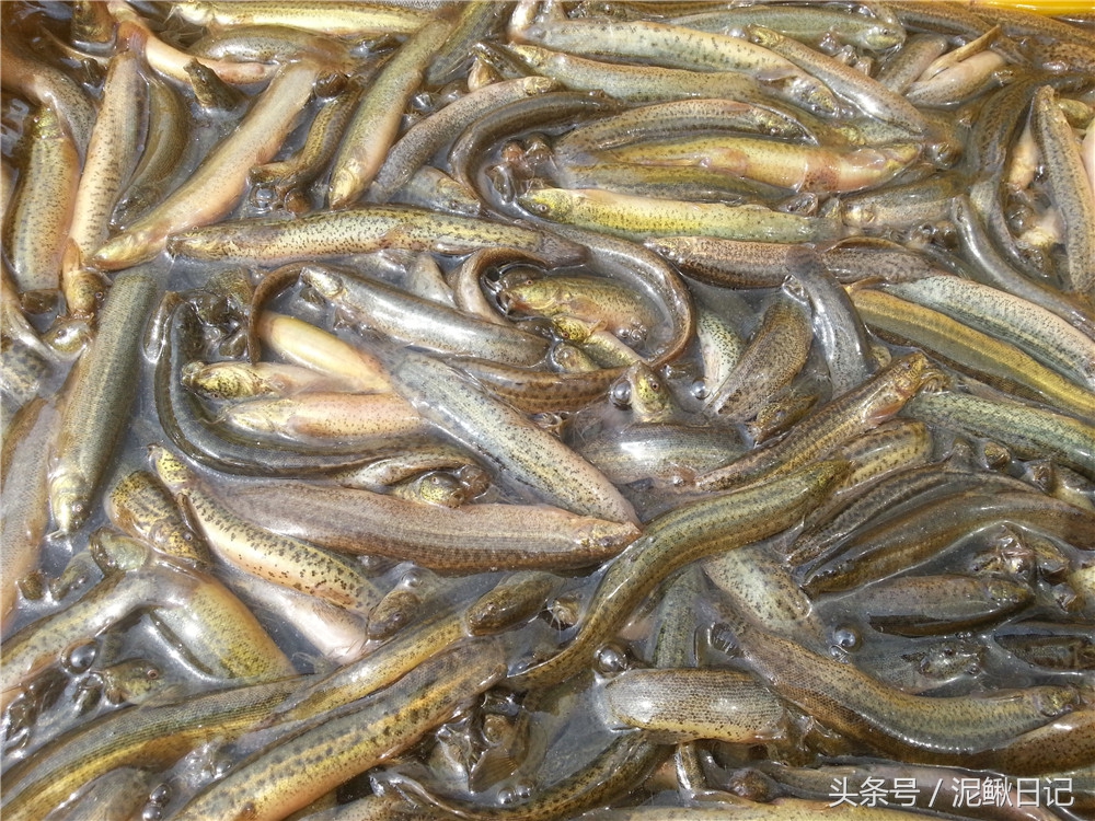 养泥鳅是发家致富好项目,创业养泥鳅百万收入