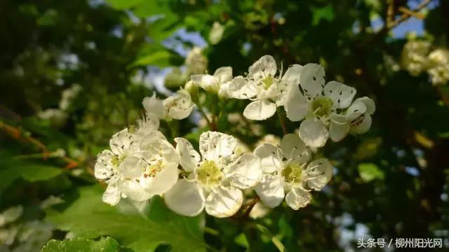 柳江区哪个镇最好,柳江区有好的发展吗