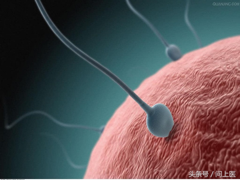 精子秘密,精子的秘密