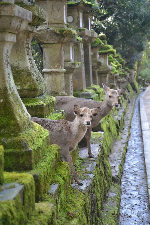 春季手机摄影大赛,摄影有哪些大赛