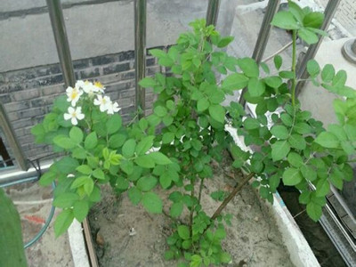 买花卉盆栽的5个要诀,花卉盆栽有哪些养不死