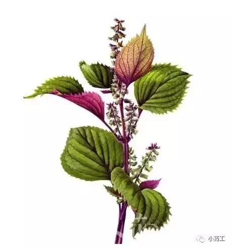 小药工祝你好孕之安胎药（一）