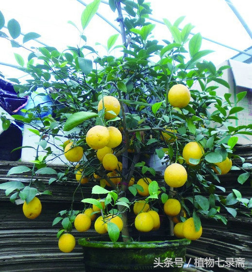 阳台种植柠檬竟然能结这么多,阳台种柠檬种子