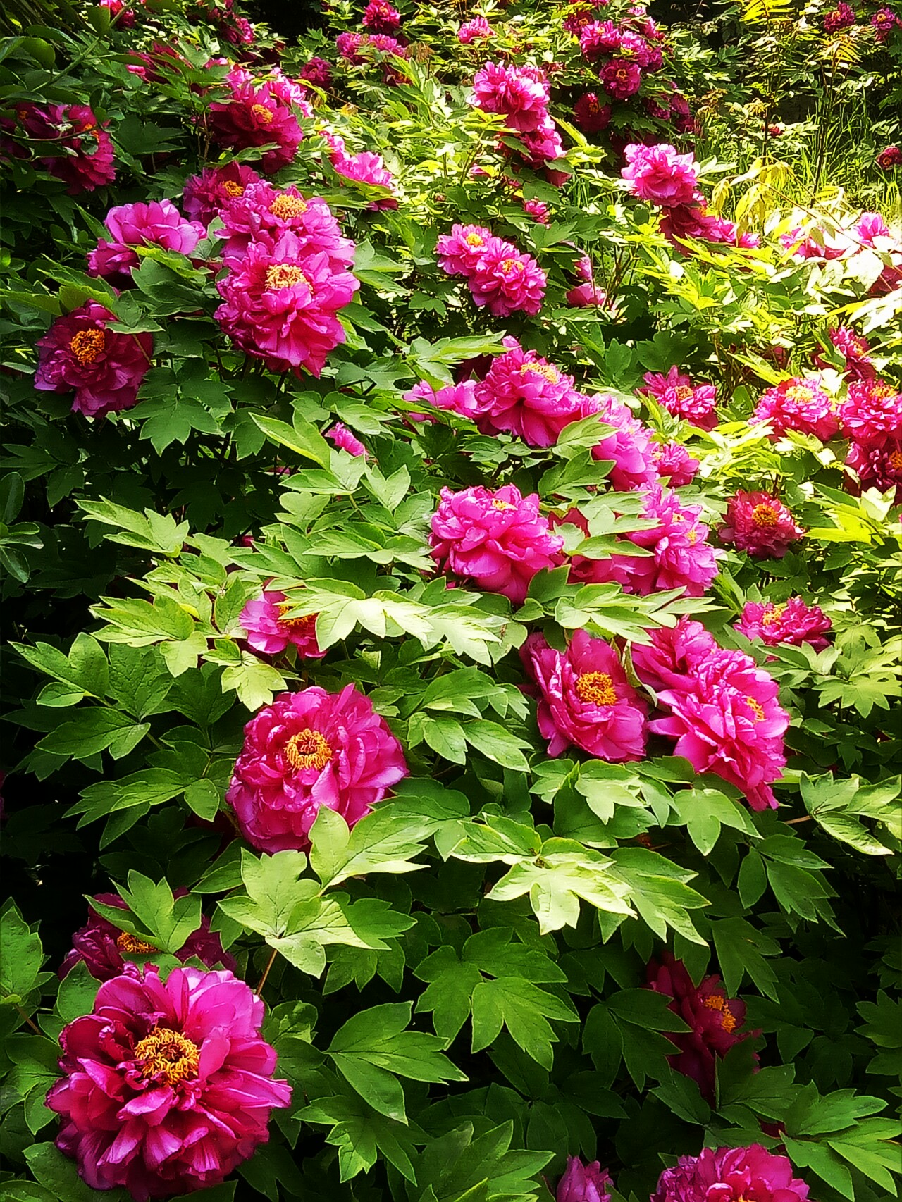 洛阳二乔牡丹开花视频,洛阳二乔