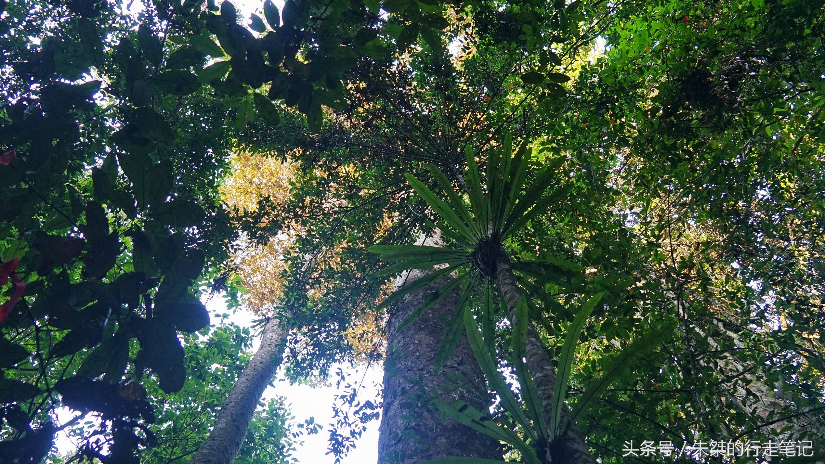 版纳颈椎治疗,西双版纳治疗颈椎好的按摩仪器