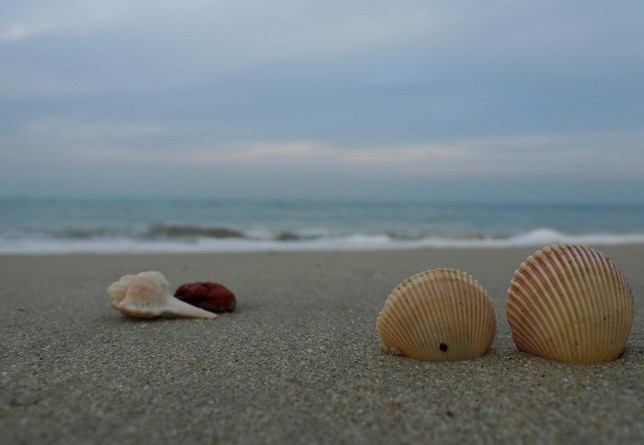 你在海边捡到过什么宝贝,你在海边捡到过什么东西