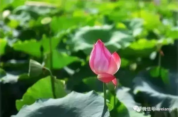 安溪最好看的风景,安溪哪个风景好