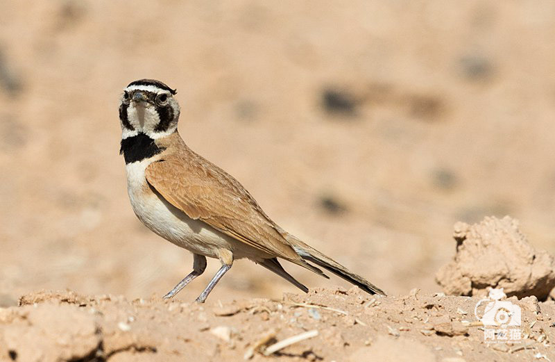 中东荒漠中的“特殊旅行”