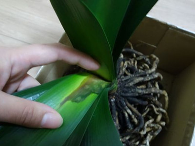 君子兰烂心如何处理能起死回生,君子兰烂心怎么处理才能活下来