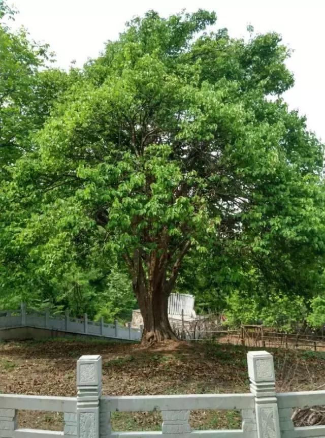 不亚樱桃沟、赛过杏花谷的洪庆墨玉河竟然没多少人知道！