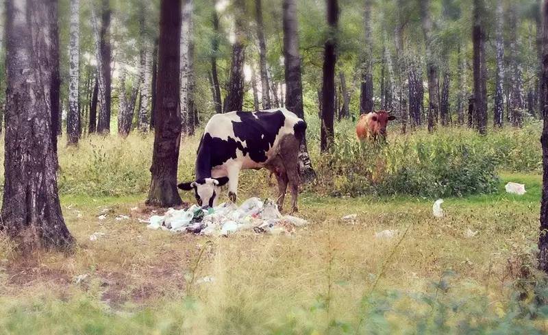 这个从垃圾山中成长起来的印度小伙,为了拯救环境,发明了一款可以吃的塑料袋