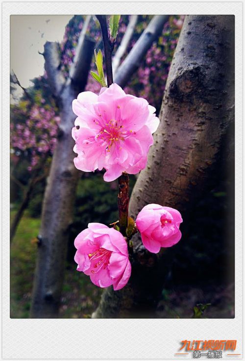 人间四月芳菲尽山寺桃花始盛开,人间四月芳山寺桃花始盛开