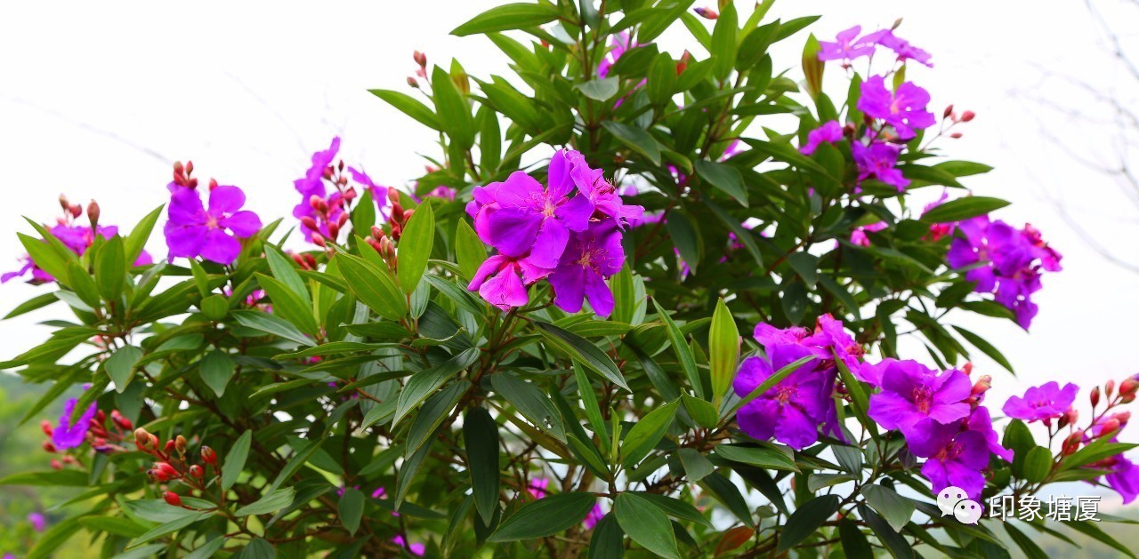 塘厦隐藏的美景,广东塘厦隐藏好玩地方