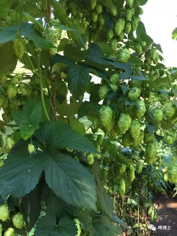 你也想开一家酒厂？「啤博士游记」