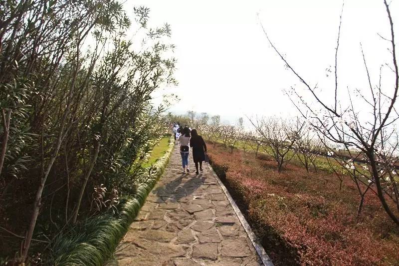 城北踏春“新宠”！全球最美的城市出口，8万平方米的天子岭生态公园！带ta来