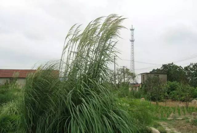 观赏草美景图片大全,观赏草叶