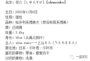 博美跟俊介是一种狗吗,博美俊介比熊有什么区别