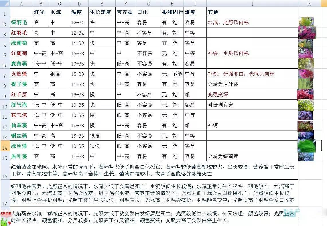 海缸海藻,海缸主缸可以养海藻吗