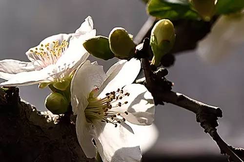 梅花香自苦寒来作文,梅花香自苦寒来演讲稿