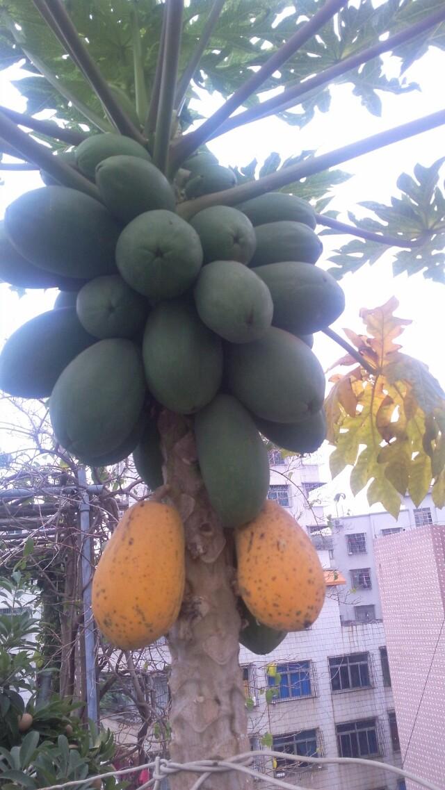 广东人到底有多好,外国人对广东的印象