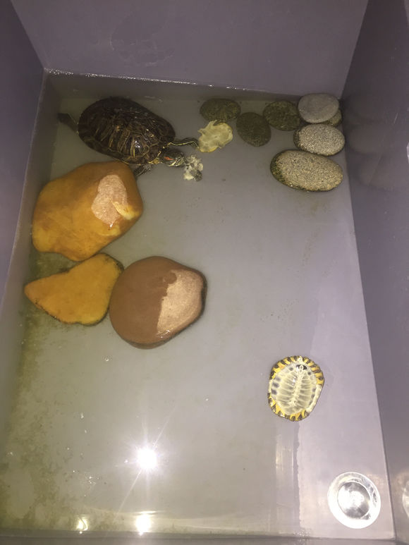 养了两只巴西龟早晨一只就剩空壳,养了七年的巴西龟终于生蛋了