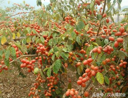 为什么羊奶果会叫羊奶果,羊奶果种子种下去能长羊奶果吗