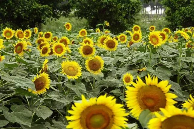 魔法宝贝门票,魔法宝贝团购