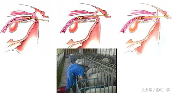 养猪怎样提高人工授精的成功率,养猪新模式猪舍建造