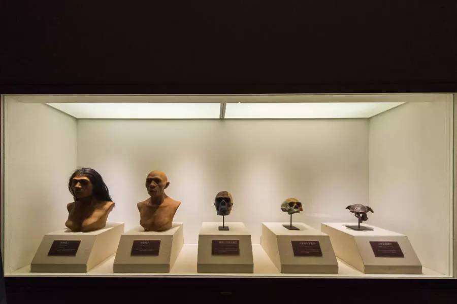 探寻人类的起源之谜,探寻人类祖先的奥秘