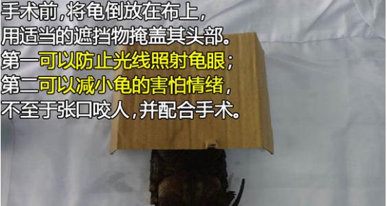 帮乌龟处理疥疮全过程,乌龟长疥疮了怎么治疗