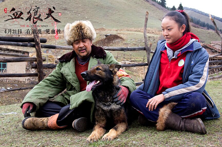 血狼犬和狼搏斗,血狼犬狼犬大战