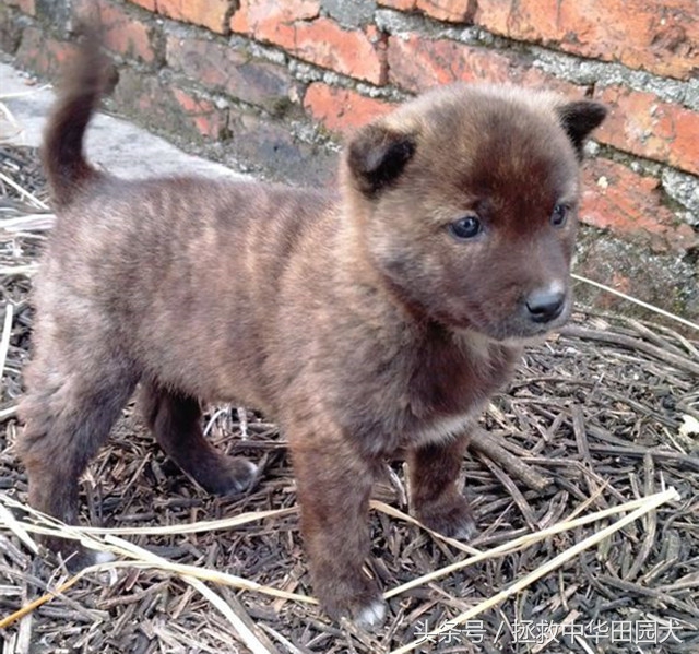 狗的种类大全中华田园犬,真正的中华田园犬是大黑狗